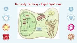 THE FORMATION OF FATTY ACIDS FROM GLUCOSE IN THE PLANTS and 225 times more ATP formation from it [upl. by Cirilo]