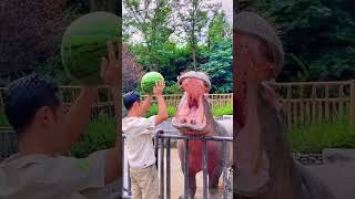 Hippo Watermelon Smash 🍉🦛 JawDropping Power [upl. by Enneyehc]