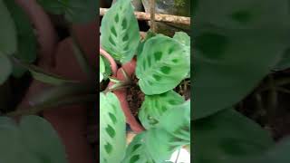 Calathea Variety Prayer Plant natureplants indoorplants plantbeauty [upl. by Eissalc]