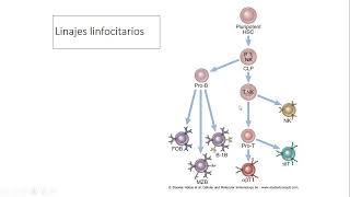 Inmunología  Maduración de los Linfocitos T y Linfocitos B 11 [upl. by Ariek]