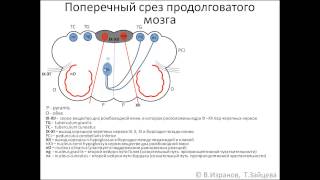 Medulla oblongata продолговатый мозг [upl. by Htesil681]