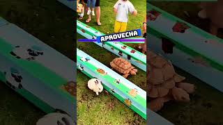 🐇🆚🐢 Conejo vs tortuga  Esemajeengasado LaCerpetadelosvrgzos youtube shorts [upl. by Kingsley]