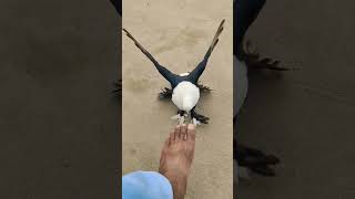 hand time karbalai full masti pigeon karbalaikabootar bird [upl. by Llenwahs]