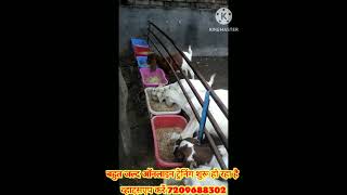 farming bakrifarming goat care in rainy season goatfarm umesh shortvideo short [upl. by Earvin]