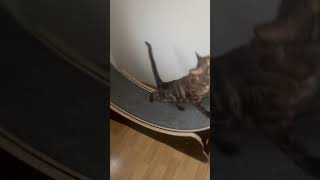 Der Bengalkater am Morgen nur am meckern 😂 cat cute pets [upl. by Attelahs364]