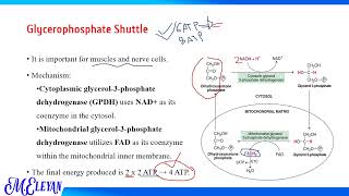 Oxidation of extra mitochondrial NADH H [upl. by Wilkey]