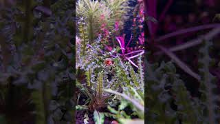 Ramshorn Snail 🐌 aquariumshopdinajpur aquascape [upl. by Yerffej]