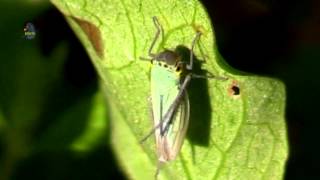 CICADELLE Verte  Cicadella viridis  Toilette ou Entraînement  BRUITX [upl. by Airdnek]