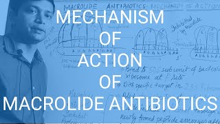 MACROLIDE ANTIBIOTICS Part3 Mechanism of Action [upl. by Shiri539]