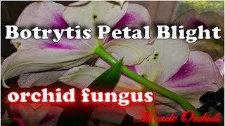 Botrytis Petal Blight  How to prevent Botrytis fungus from ruining your orchid flowers [upl. by Abehs]