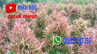 pucuk merah berjajar indah rapi wa 082227117356 [upl. by Zingale]