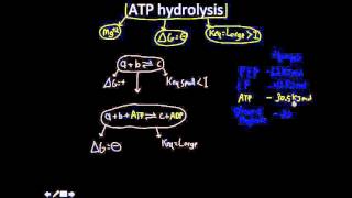 ATP hydrolysis [upl. by Mclain583]