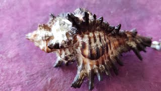 SciArt And Chill Live Painting a Tyrian Purple Murex Snail [upl. by Reffineg]