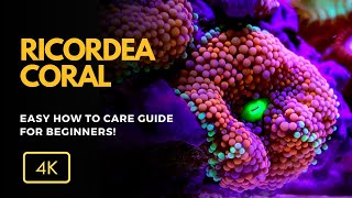 All About Ricordea Coral Ricordea spp Care Growth and Tips for Your Reef Aquarium [upl. by Estella566]