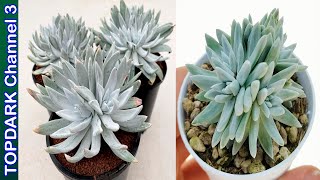 10 Lindas Variedades de Dudleya [upl. by Balliett111]