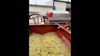 Vendanges 2024 agriculteur farming viticulture [upl. by Neitsirk]