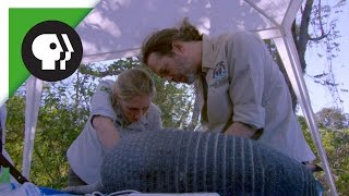 Vets Examine Giant Armadillo [upl. by Murvyn]