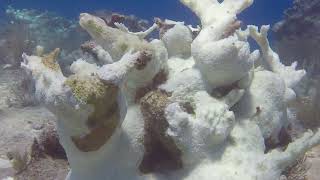 Looe Key National Marine Sanctuary Elkhorn Coral Bleaching Aug 2023 [upl. by Miharbi]