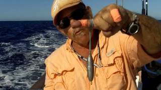 Dropper Loop Fishing Technique for Yellowtail Fish [upl. by Aubarta]