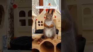 This man rescued a poor squirrel and then this happened animalshorts shortvideo squirrel [upl. by Annecorinne]