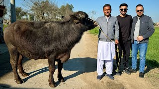 Zain Ul Abadin Bhai Ka Walima Zainulabadinvlogs  Mubashir Saddique  Village Food Secrets [upl. by Stevenson309]