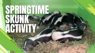 Exploring Spring Skunk Activity With Skedaddle Humane Wildlife Control [upl. by Crabb]