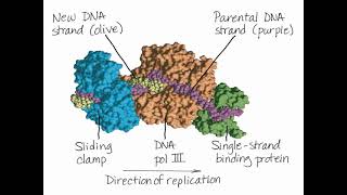 Chromosome Replication [upl. by Ardua523]