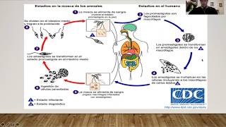 LEISHMANIASIS  Generalidades y ciclo [upl. by Llenrev]