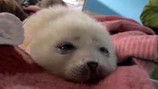 Baby Seal Falling Asleep [upl. by Anneuq]