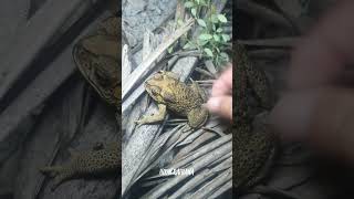 🐸👌Boing boing Look at the frog catch by my hand for fun short funny [upl. by Gonick]