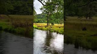 River in the forest So peaceful🌿 river forest autumn beautiful nature wales uk [upl. by Beilul603]