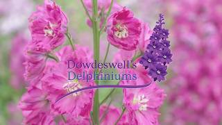 Dowdeswells Delphiniums Tips for getting the best out of your first flowering [upl. by Franza319]