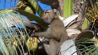 A trained monkey collecting coconuts in Thailand [upl. by Ayama]