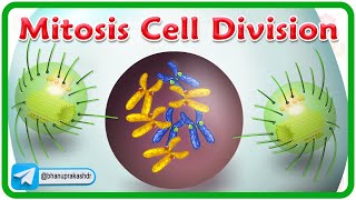 Mitosis Cell Division Animation  Phases of mitosis  Cell Cycle [upl. by Saberhagen]