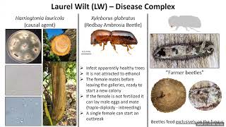 The Florida Avocado Industry risks and opportunities as part of a Avocado RootstockScion Workshop [upl. by Nosduj]