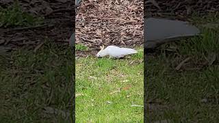 Sulphur Crested Cockatoos enjoying some relaxing time birdlifeaustralia birdsofaustralia birds [upl. by Waldos333]