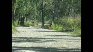 Dingo Town common conservation park [upl. by Whitten]