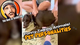 Best of RxCKSTxR Funny Talking Animal Voiceovers Compilation 2 [upl. by Dolphin383]