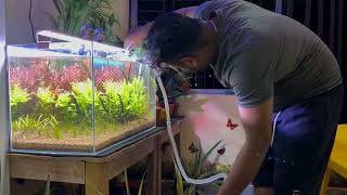 Plant aquarium maintenance video [upl. by Irep]