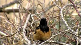 Black Redstart in the Himalaya [upl. by Yaeger]