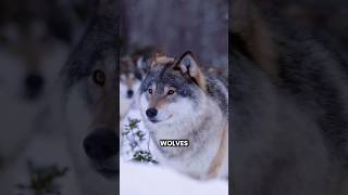 Thats why i like wild wolf🐺 shorts youtubeshorts facts amazingfacts [upl. by Launamme]