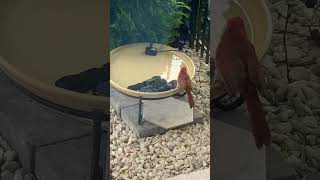 Red Cardinal using birdbath [upl. by Goldston]