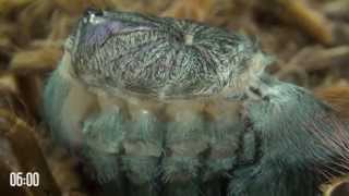 Tarantula molting is like alien from science fiction movie A must watch [upl. by Nihahs]