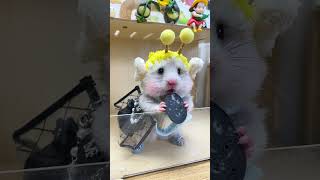 Immersive eating of cuttlefish intestines  bear  hamster  RatRaisingDailySharing  cutepetdebu [upl. by Dick]