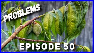 Young Peach Tree Problems amp Solutions Ep 50 [upl. by Haleelahk270]