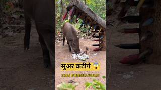 Wild boar 🐗 jangli suar ka shikar 😱 shorts youtubeshorts shikari suaramerdu [upl. by Niarb]