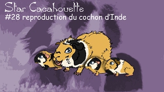 StarCacahouette 28 la reproduction chez le cochon dInde [upl. by Eadas852]