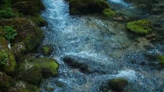 Soothing Stream for Sleep 🏞️ Natures Best Ambience 🌼 Ideal for Meditation and Healing [upl. by Irodim701]