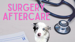 How To Care For Your Dog After NEUTERINGSPAYING [upl. by Votaw]