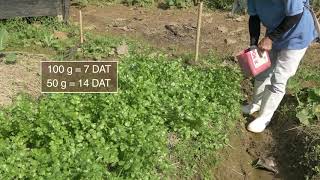 How to plant and grow coriander [upl. by Yarised]